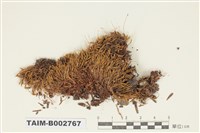 藏品(真苔科)的圖片